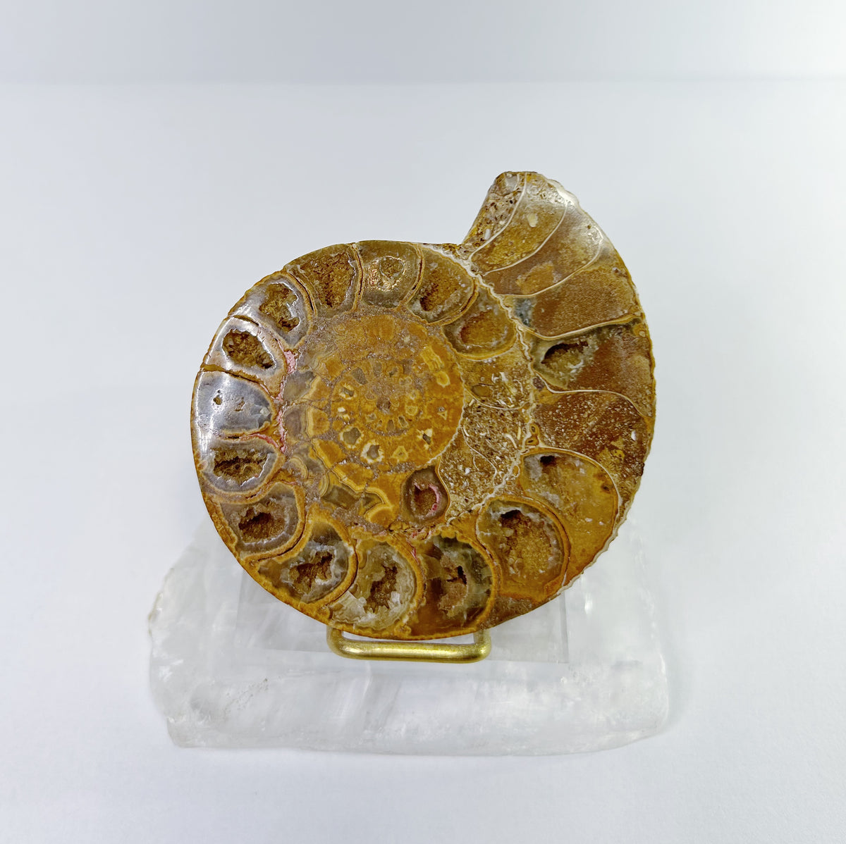 Ammonites - Half, Polished