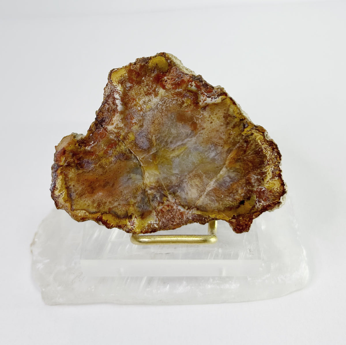 Petrified Wood Slabs