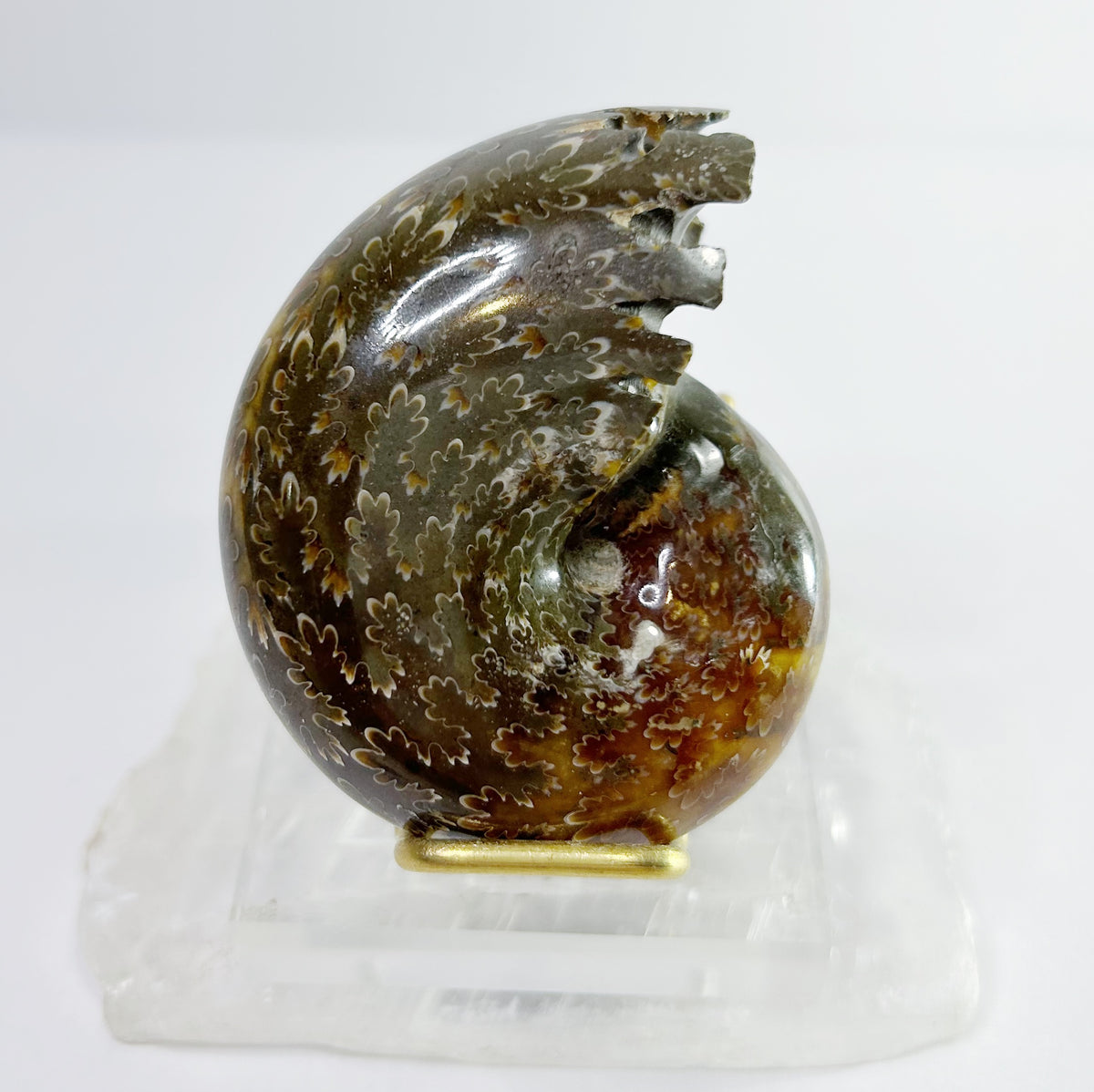 Ammonites - Whole Polished