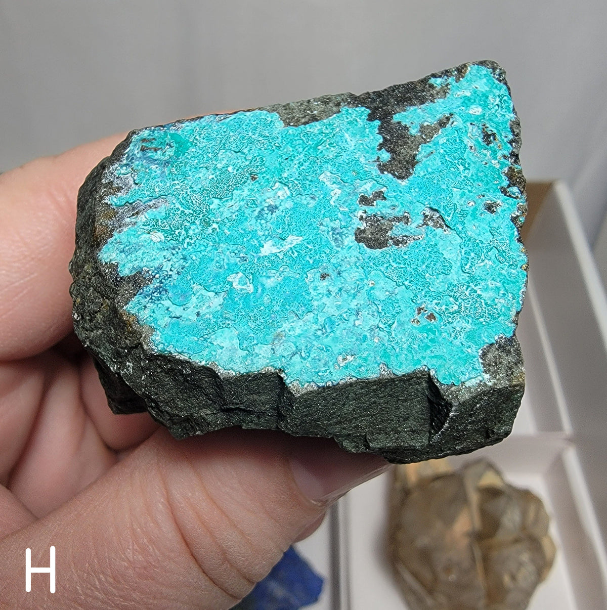 Natural Specimens - Choose Your Own
