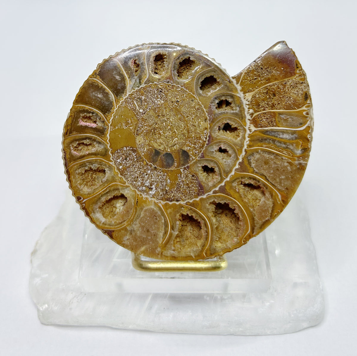 Ammonites - Half, Polished