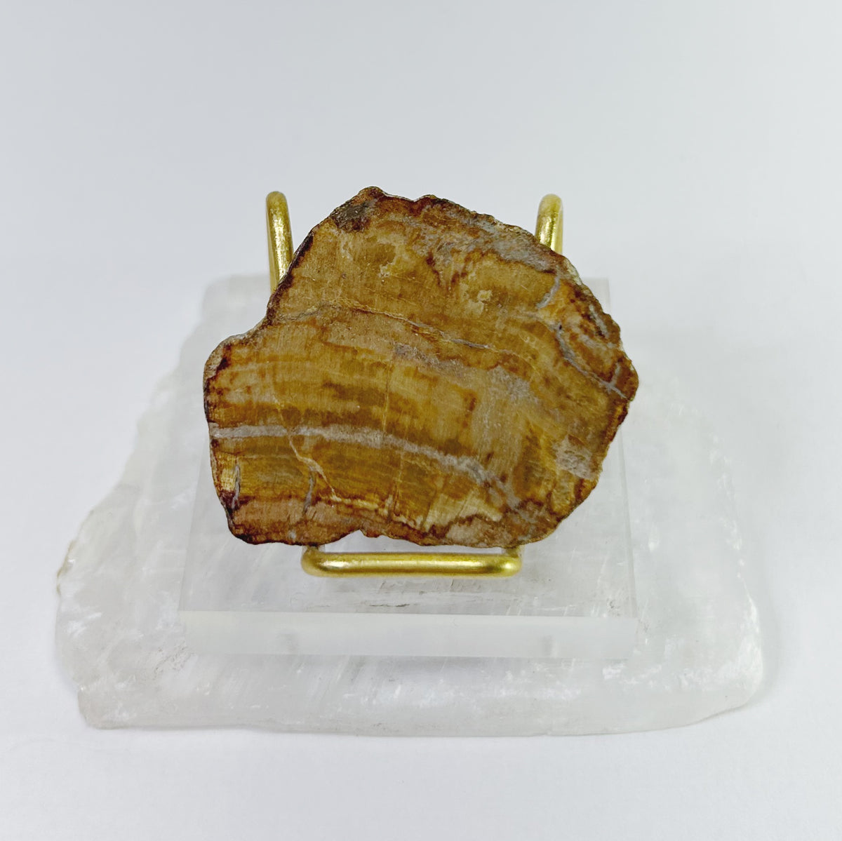 Petrified Wood Slabs