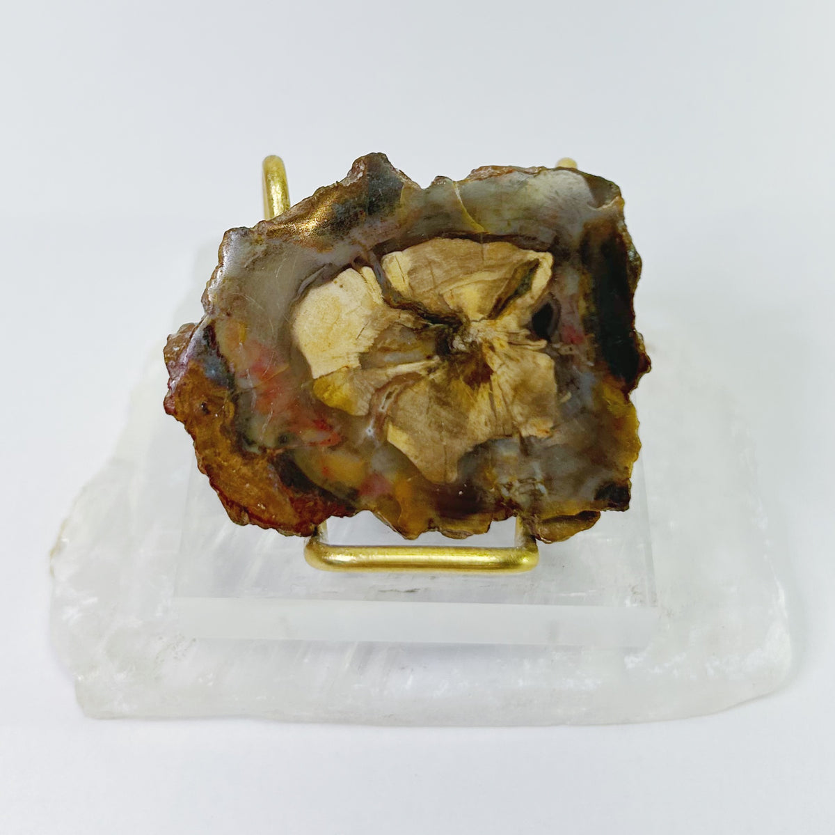 Petrified Wood Slabs