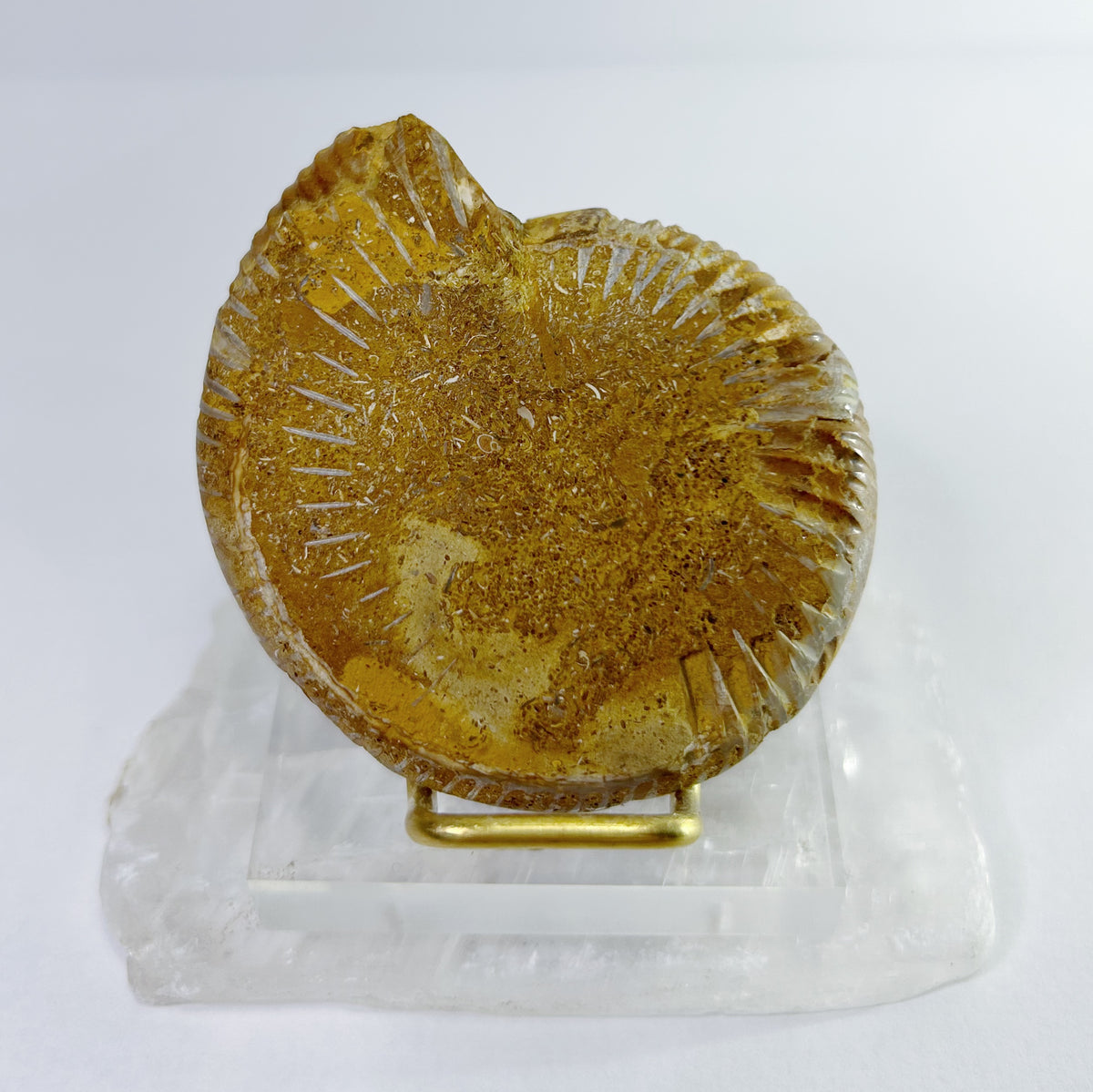 Ammonites - Half, Polished