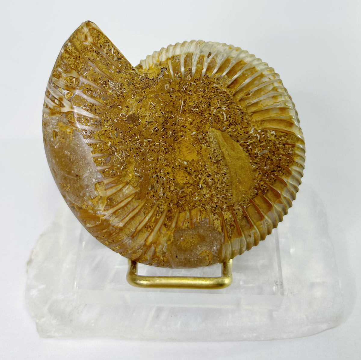 Ammonites - Half, Polished