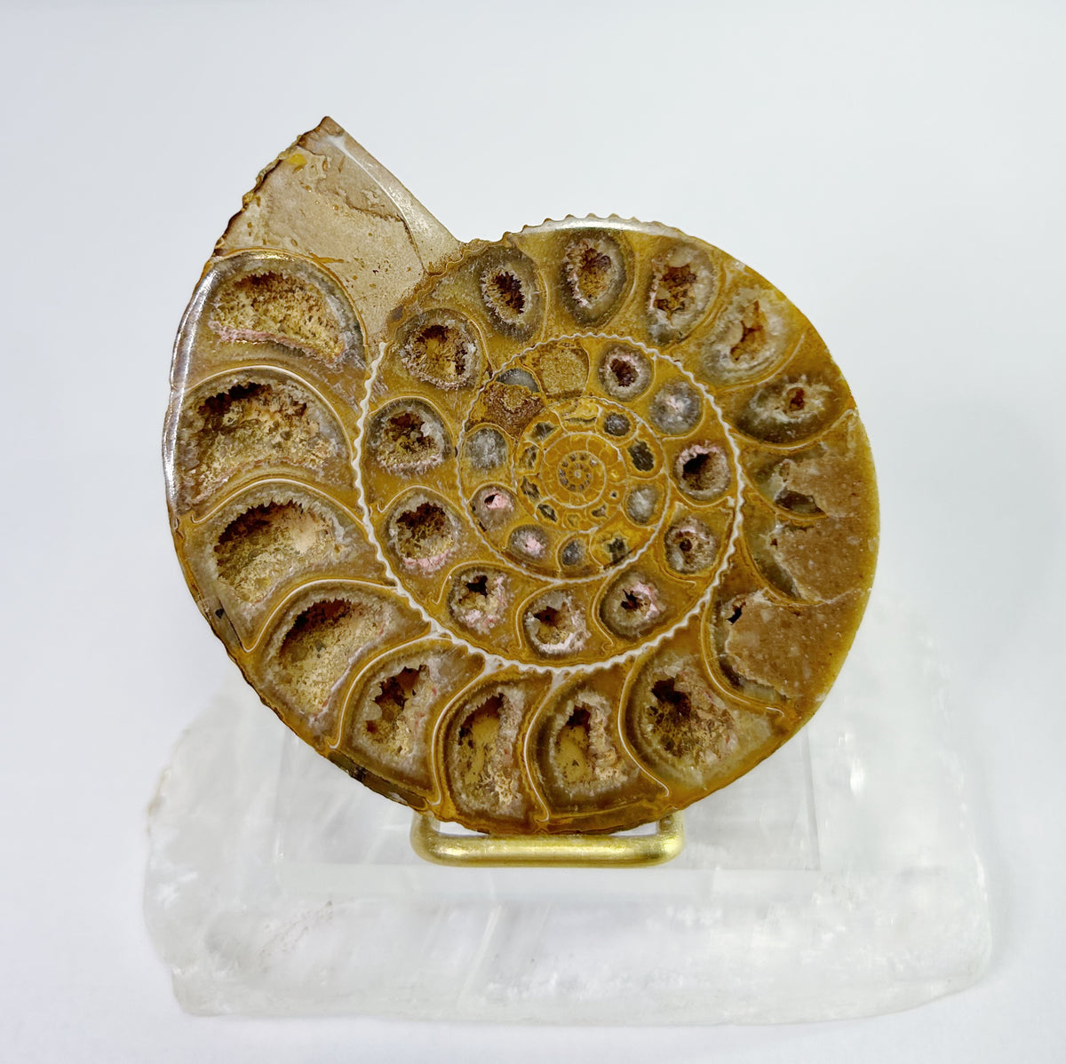 Ammonites - Half, Polished