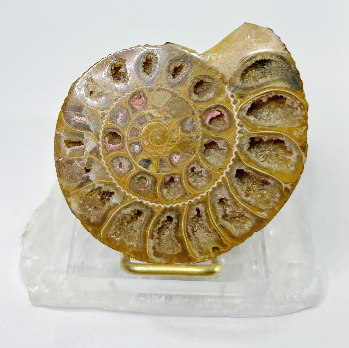 Ammonites - Half, Polished