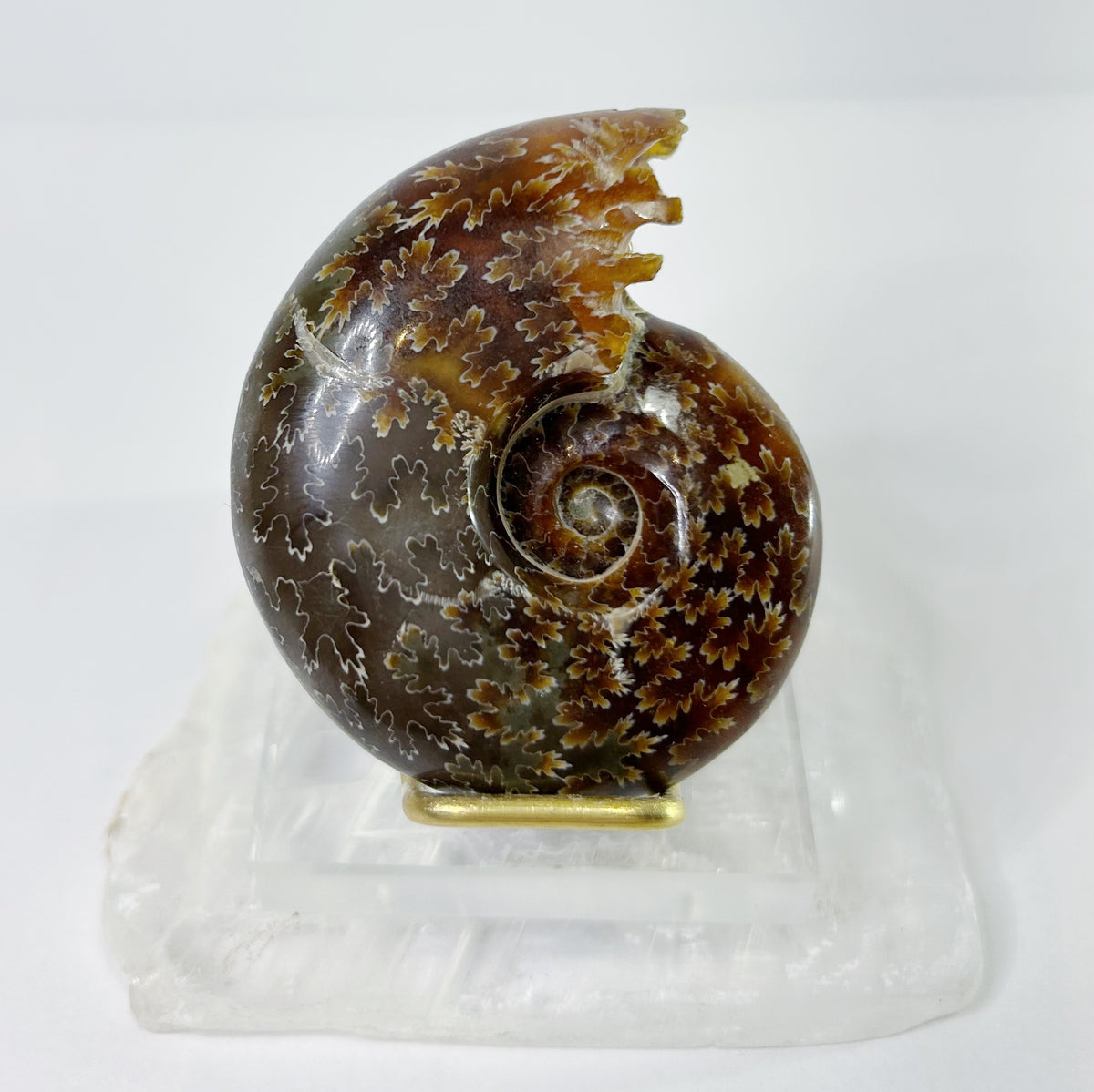 Ammonites - Whole Polished