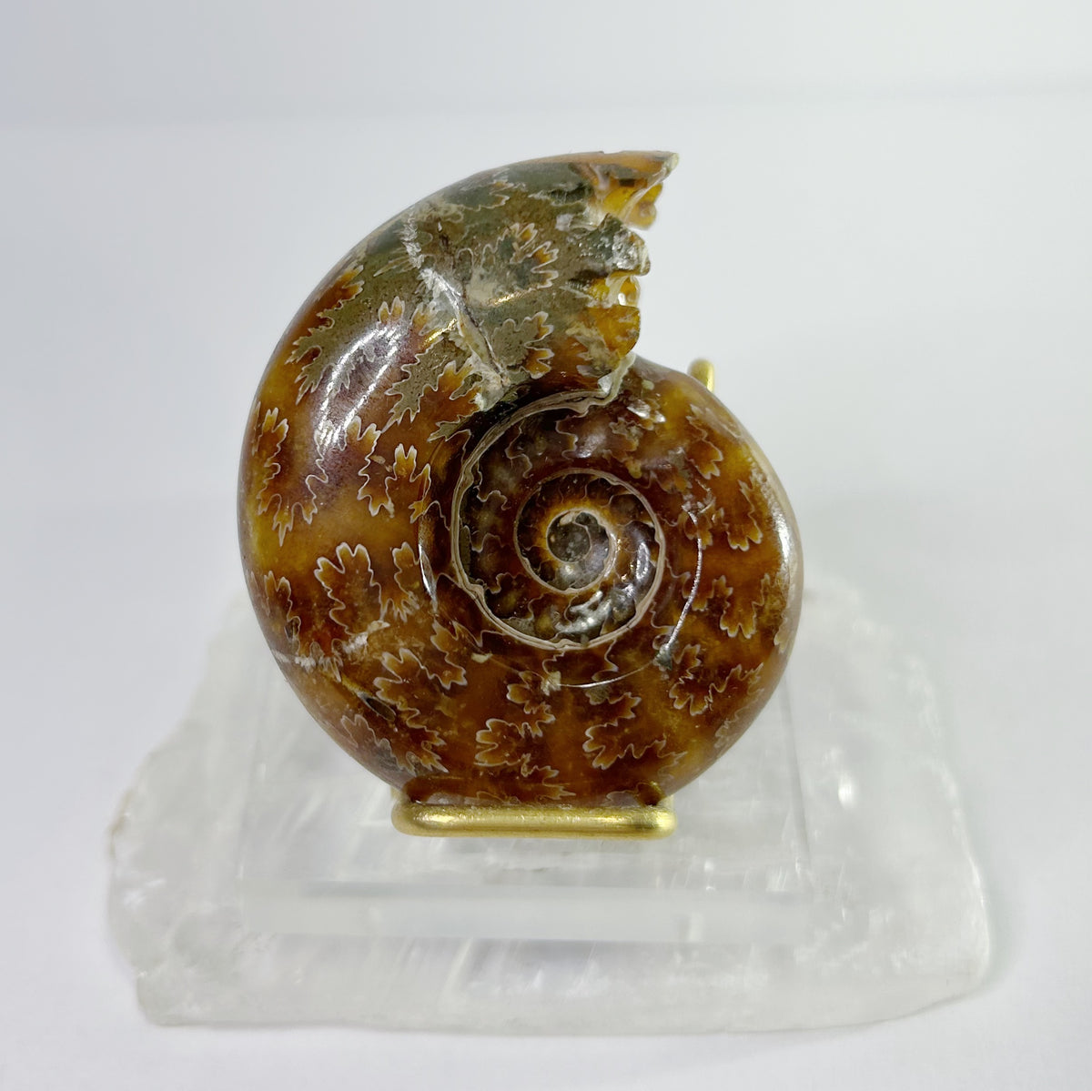 Ammonites - Whole Polished