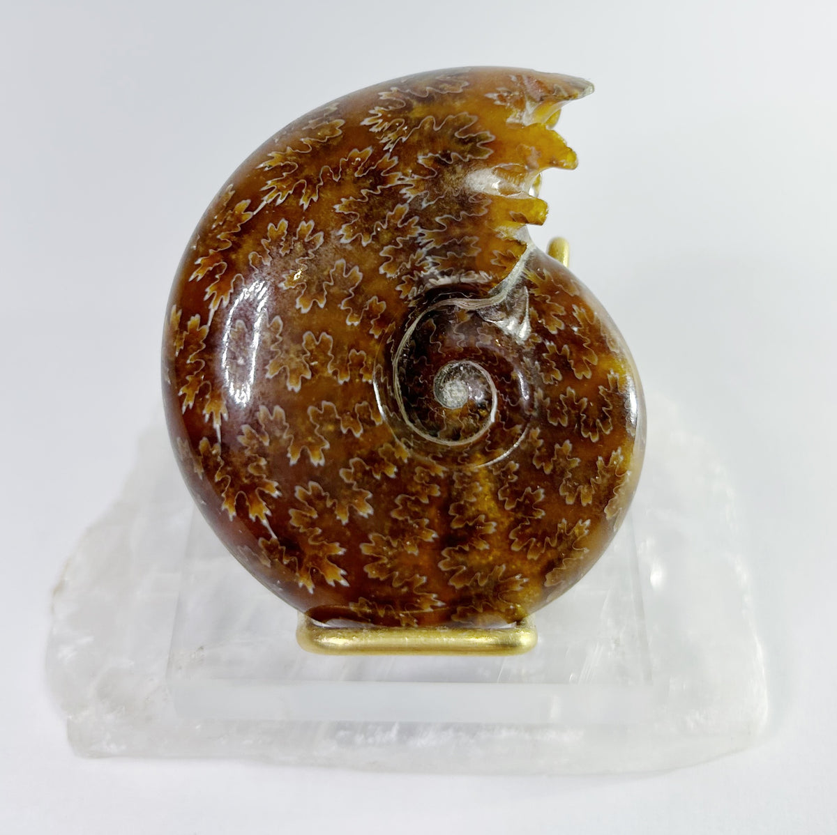 Ammonites - Whole Polished