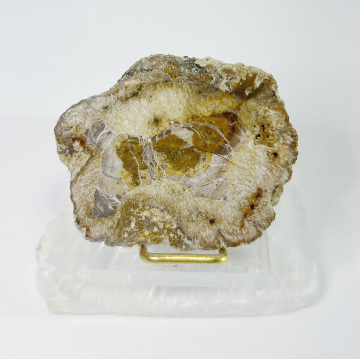 Petrified Wood Slabs