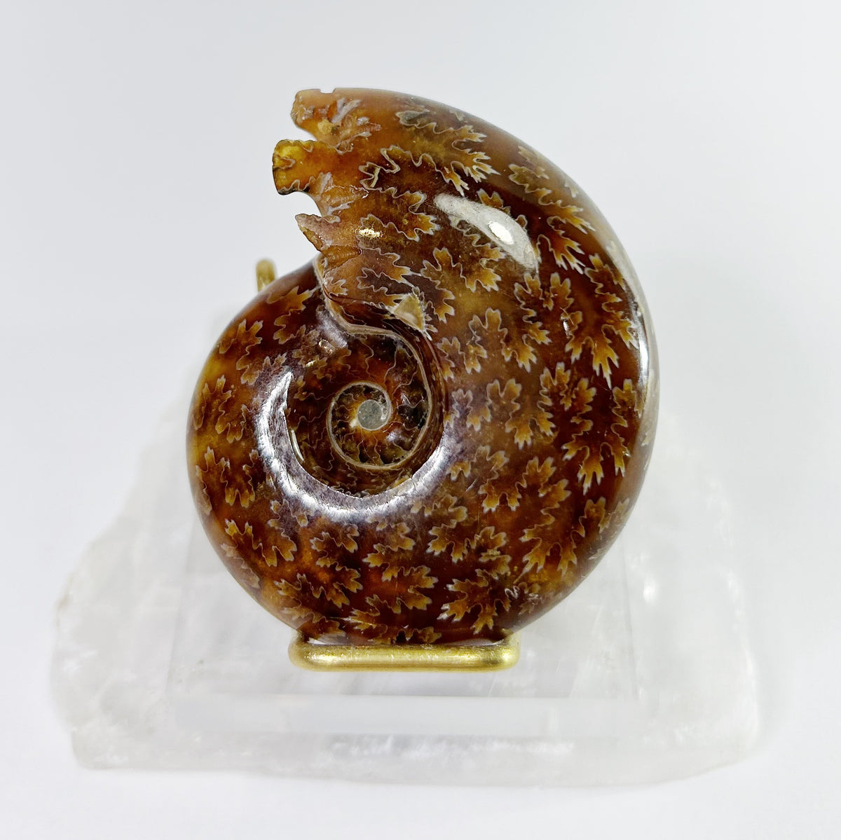 Ammonites - Whole Polished