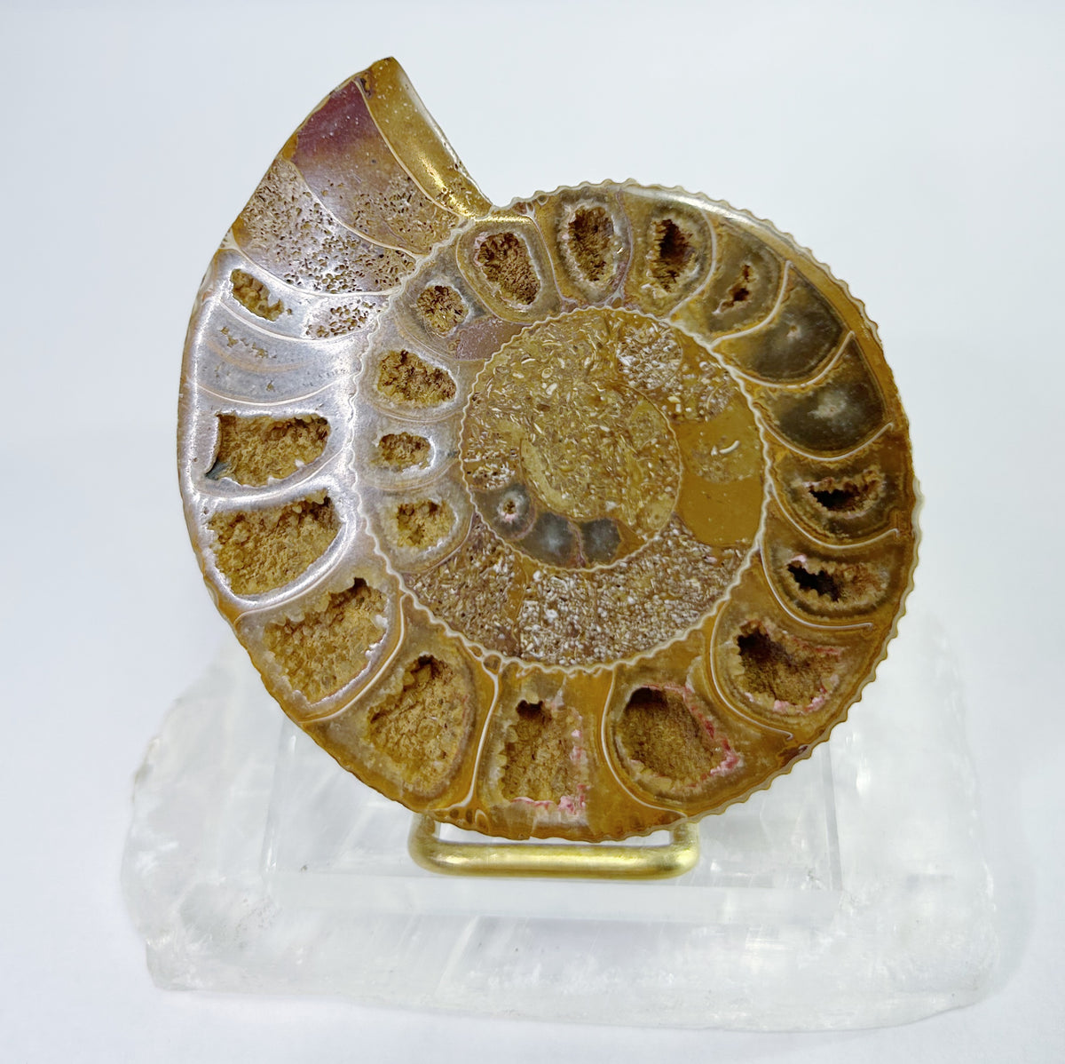 Ammonites - Half, Polished