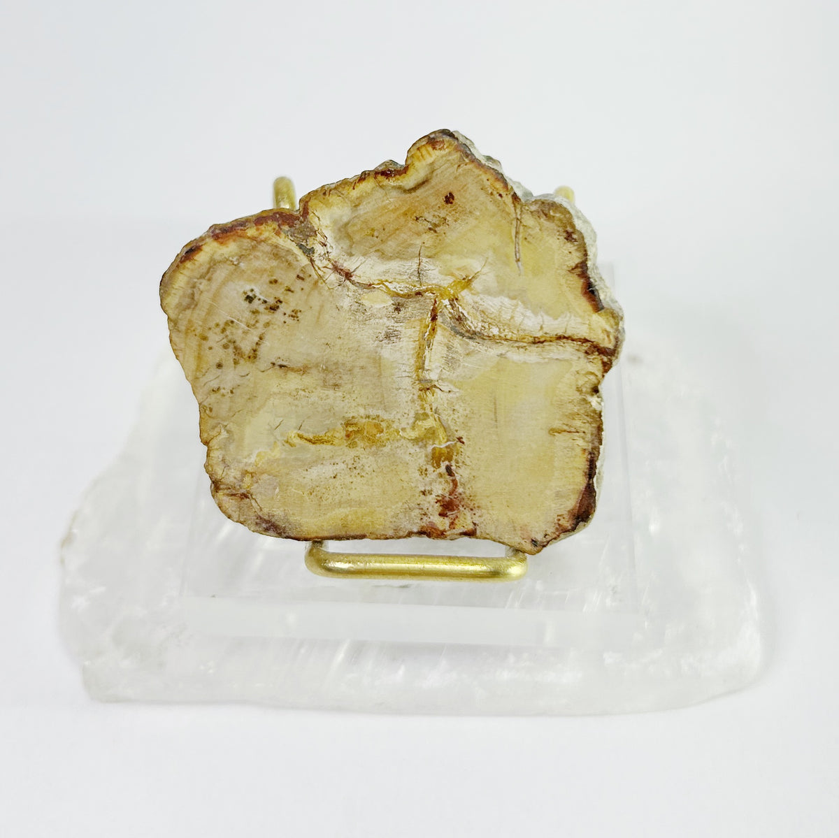 Petrified Wood Slabs