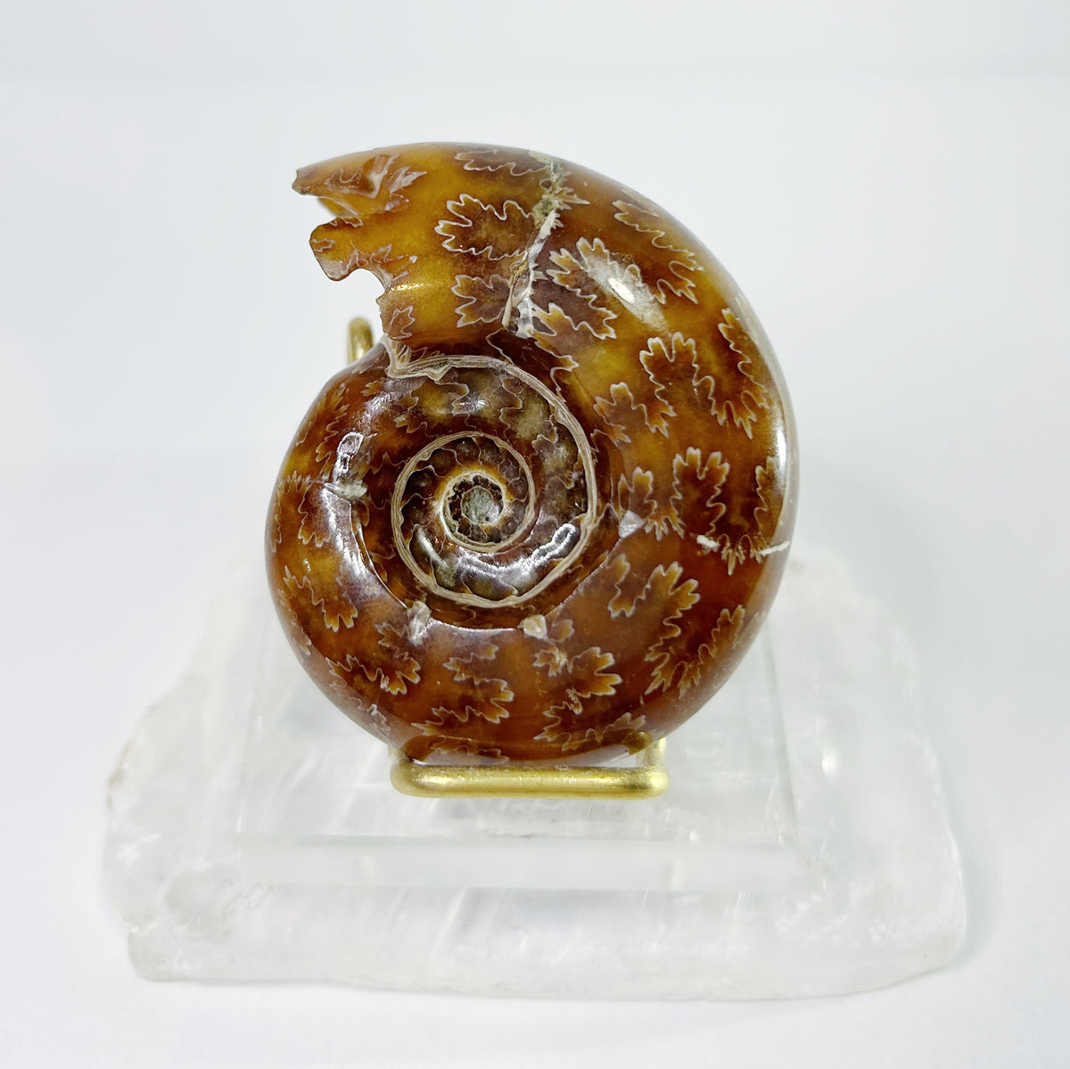 Ammonites - Whole Polished