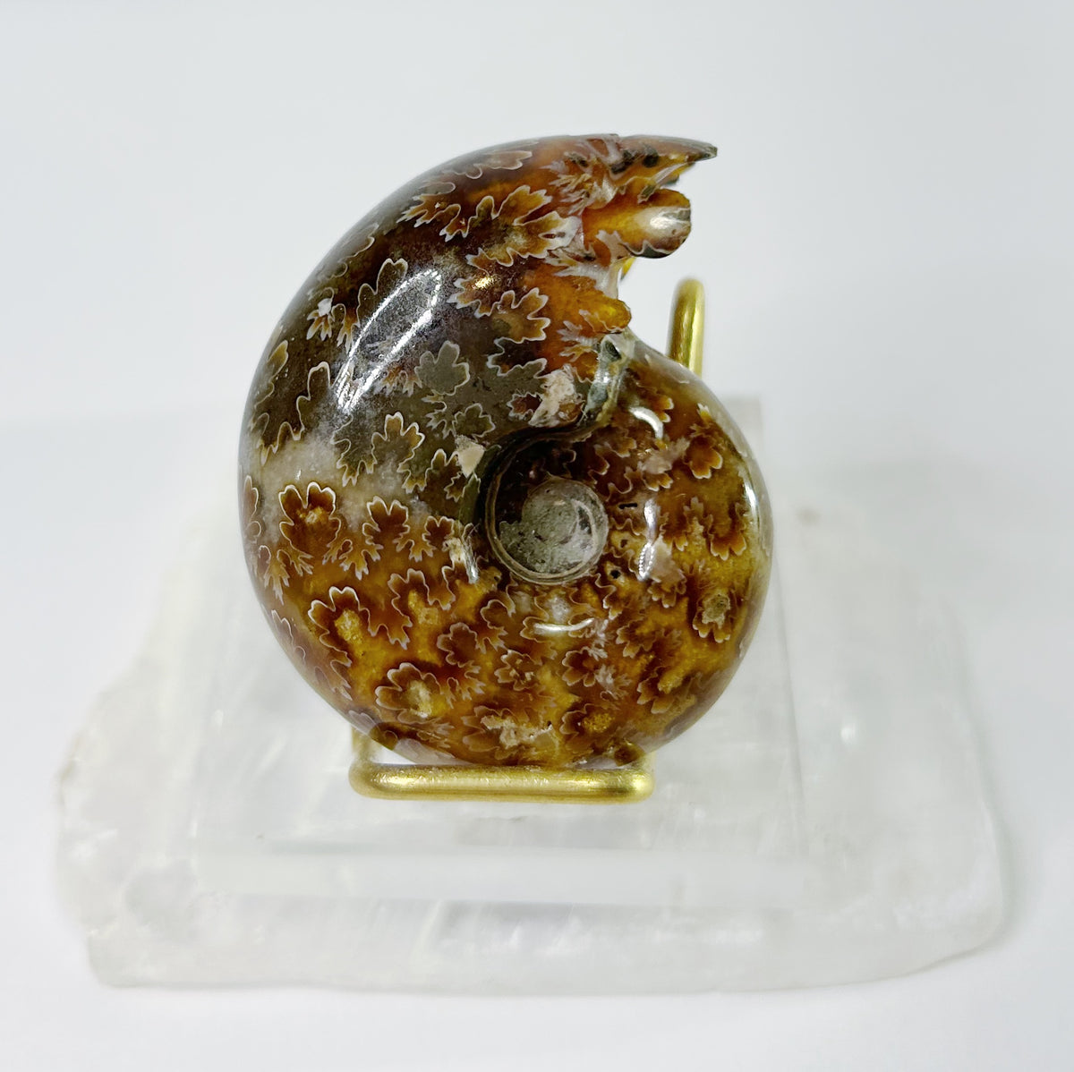 Ammonites - Whole Polished