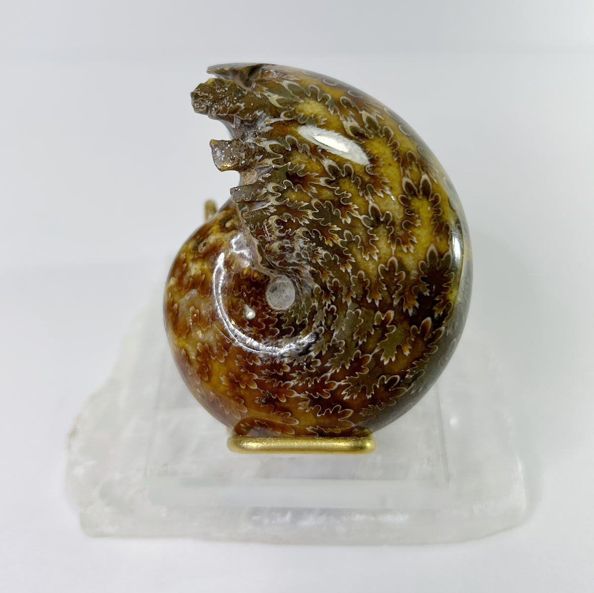 Ammonites - Whole Polished
