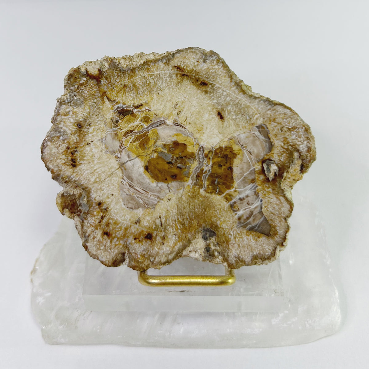 Petrified Wood Slabs