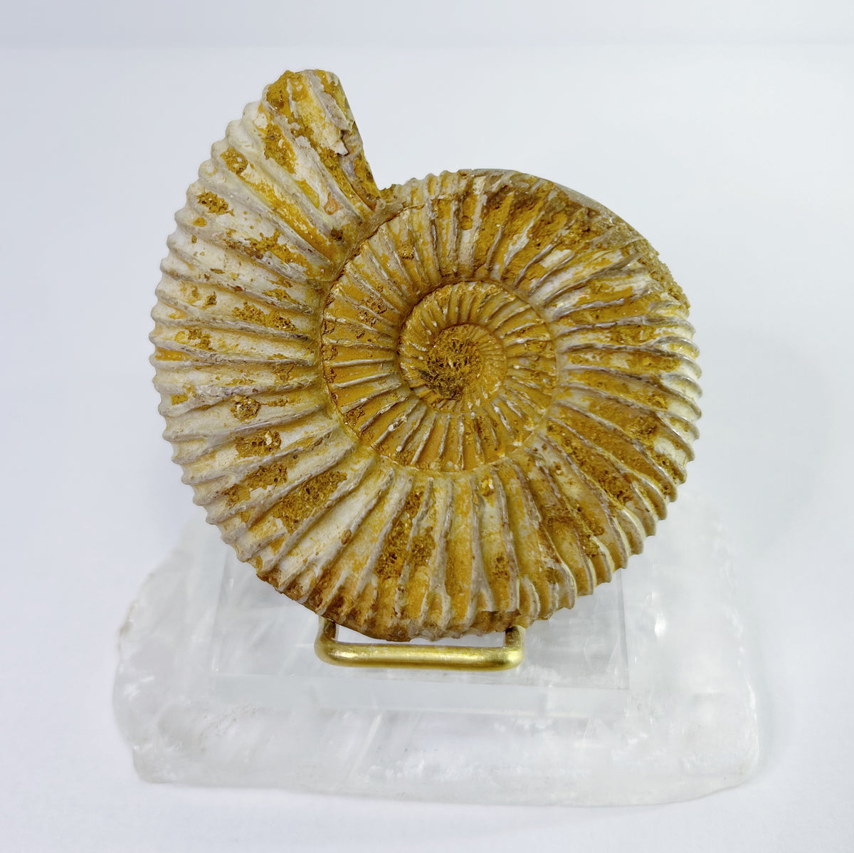 Ammonites - Half, Polished