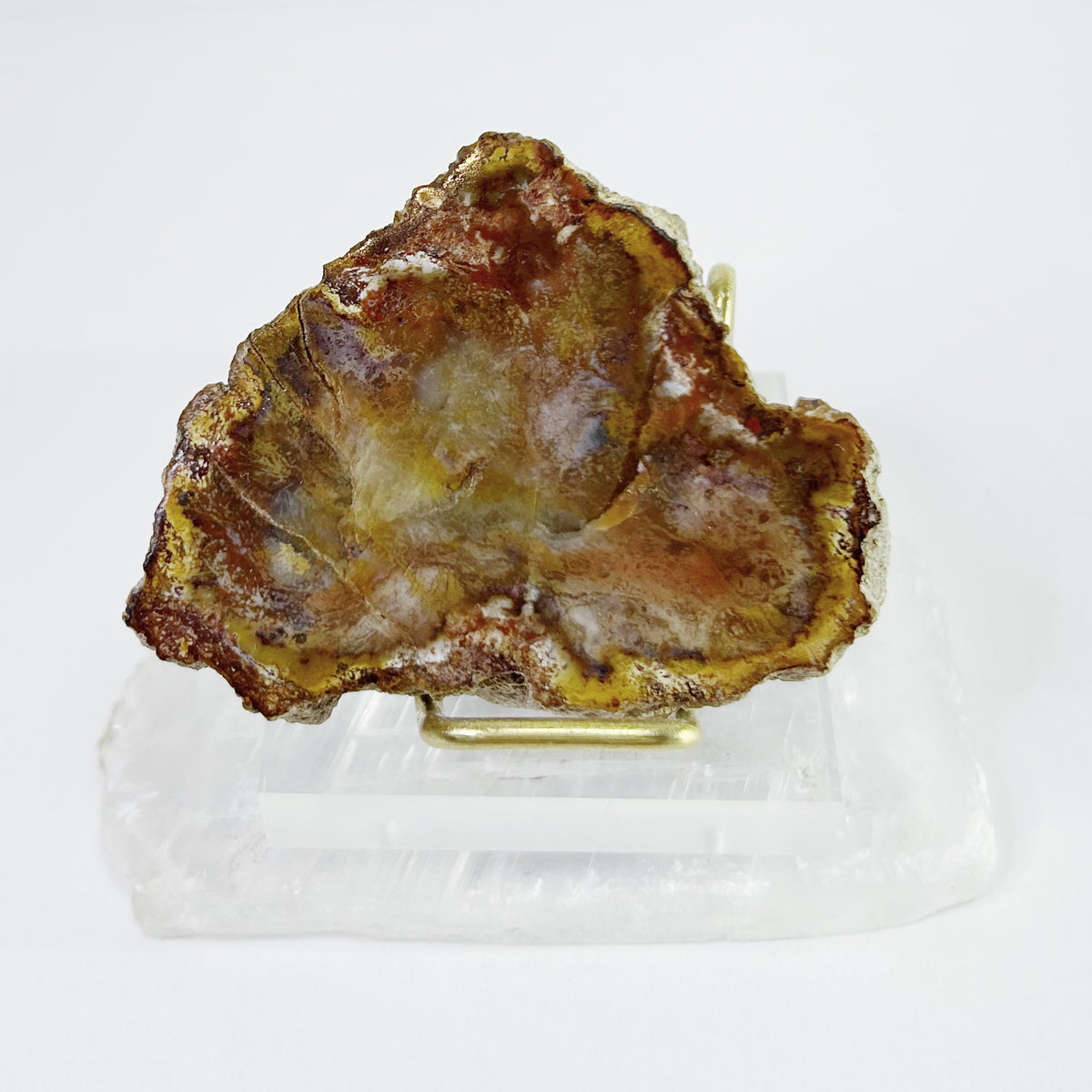 Petrified Wood Slabs