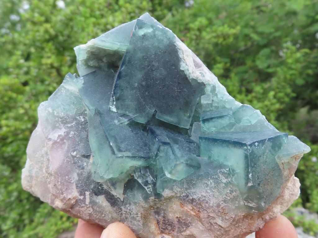Mixed Specimens - Choose Your Own