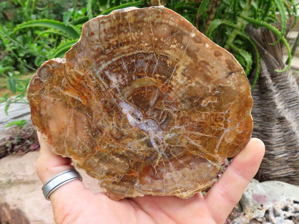 Mixed Specimens - Choose Your Own