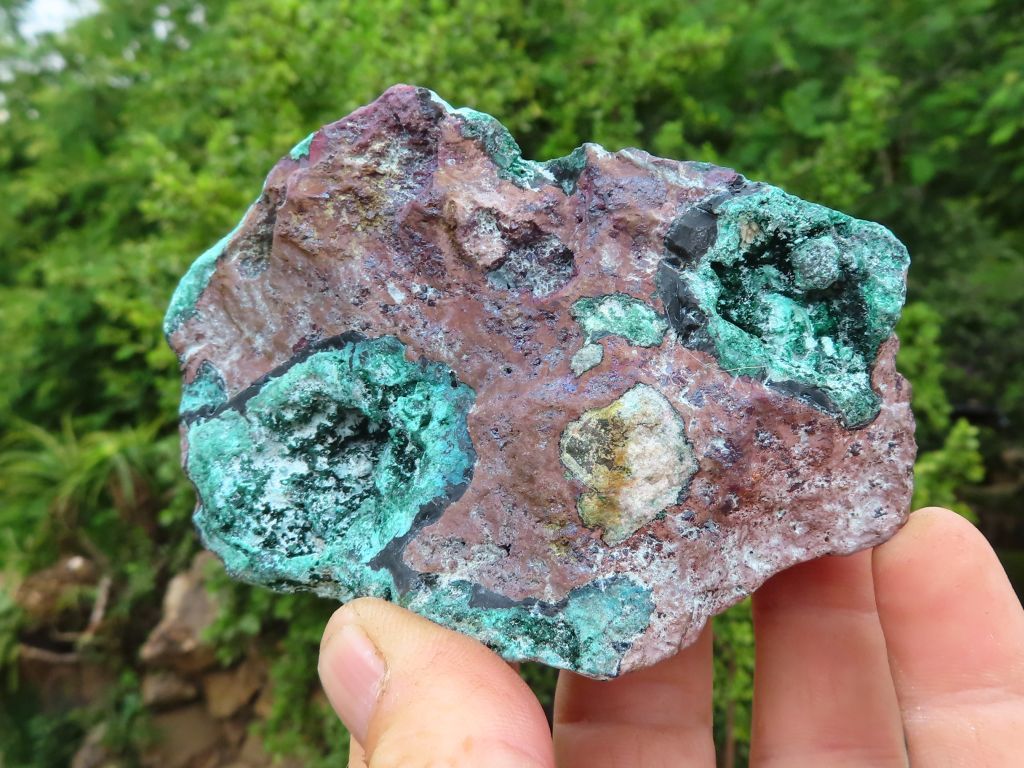 Mixed Specimens - Choose Your Own