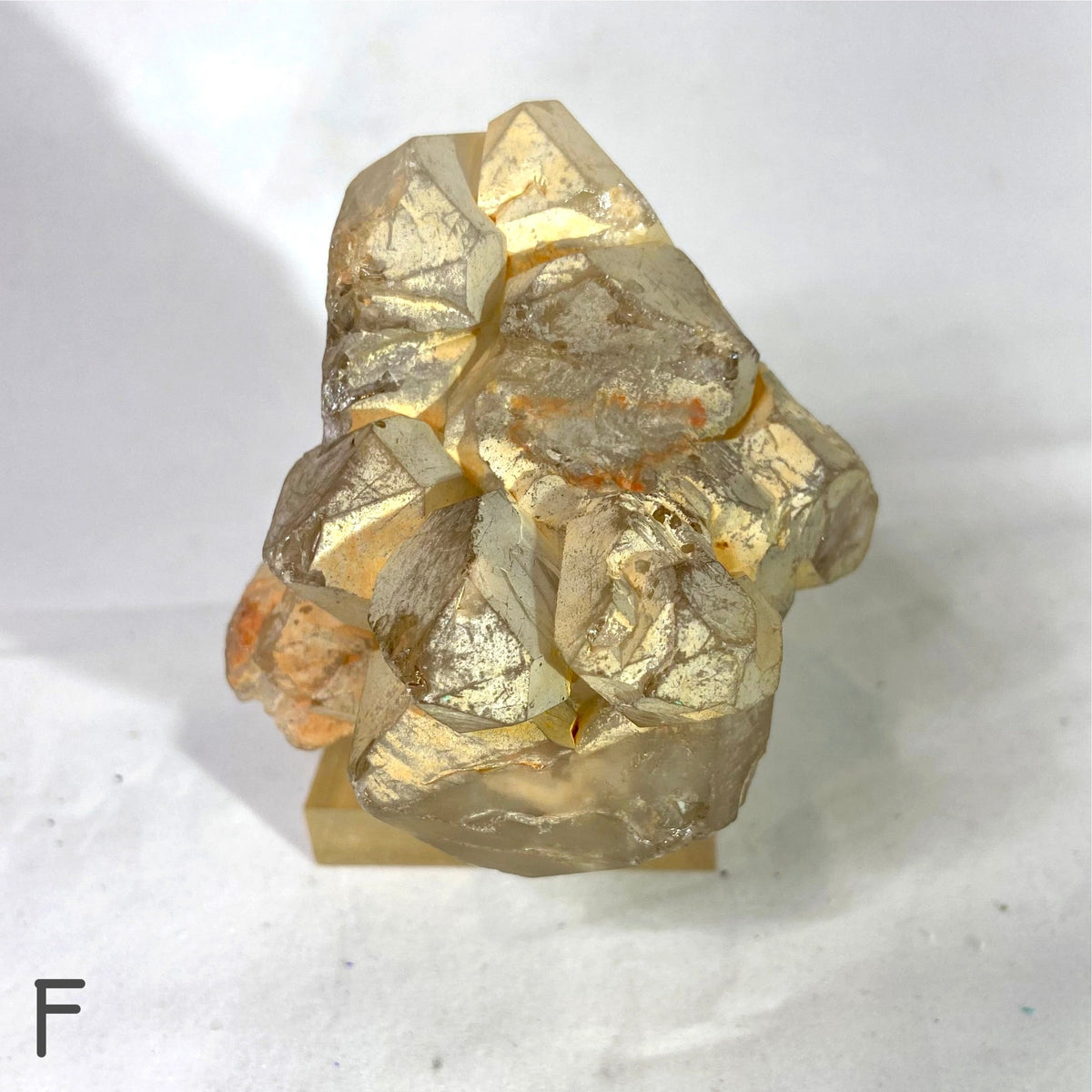 Natural Specimens - Choose Your Own