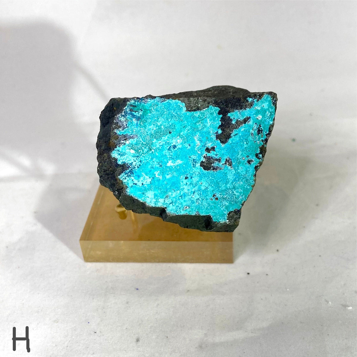 Natural Specimens - Choose Your Own