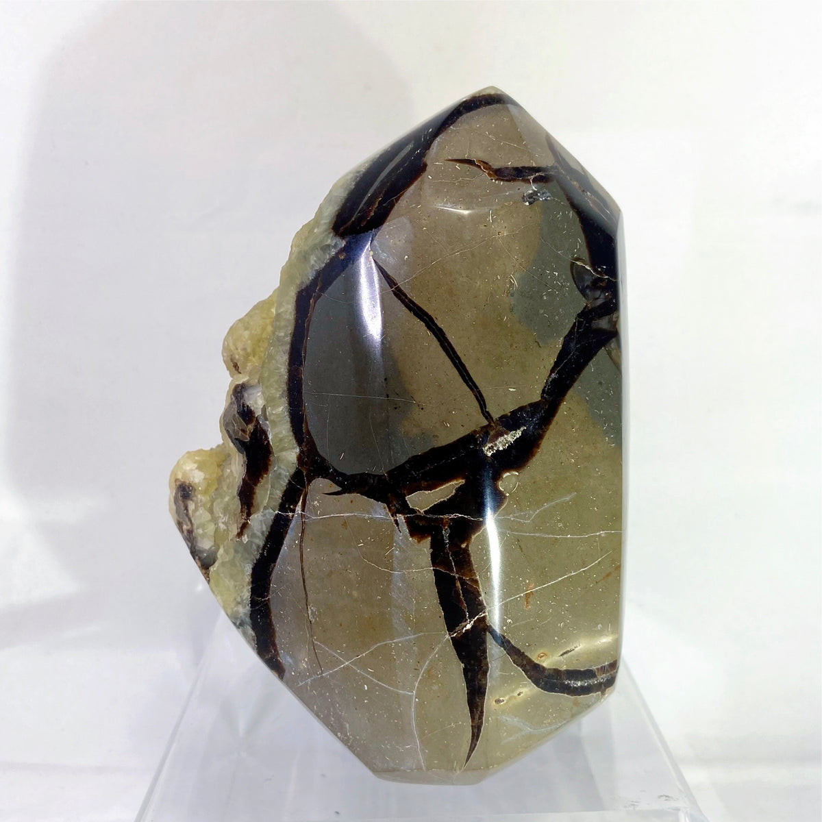 Polished Septarian Standing Display Piece