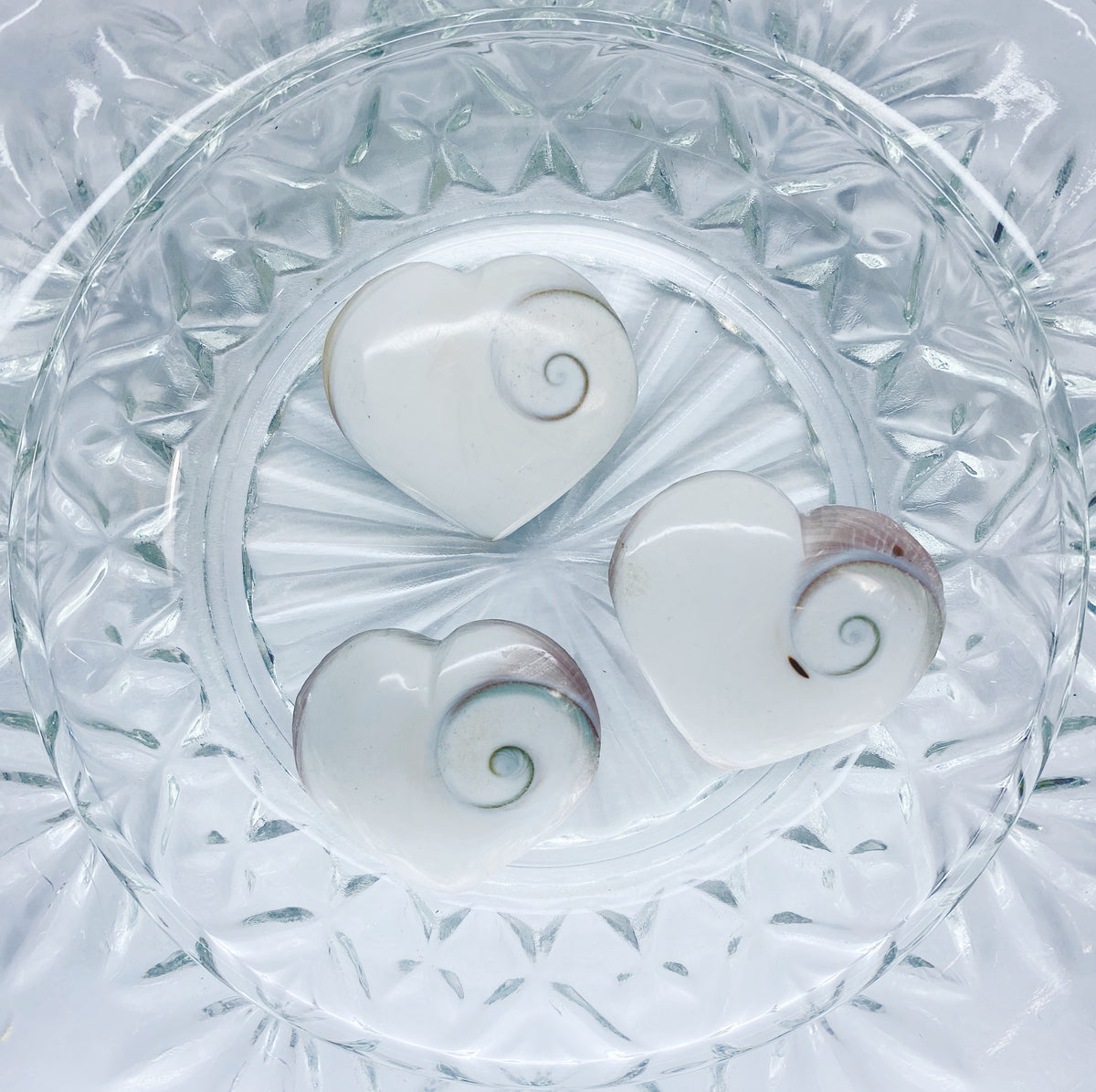 Shiva Hearts
