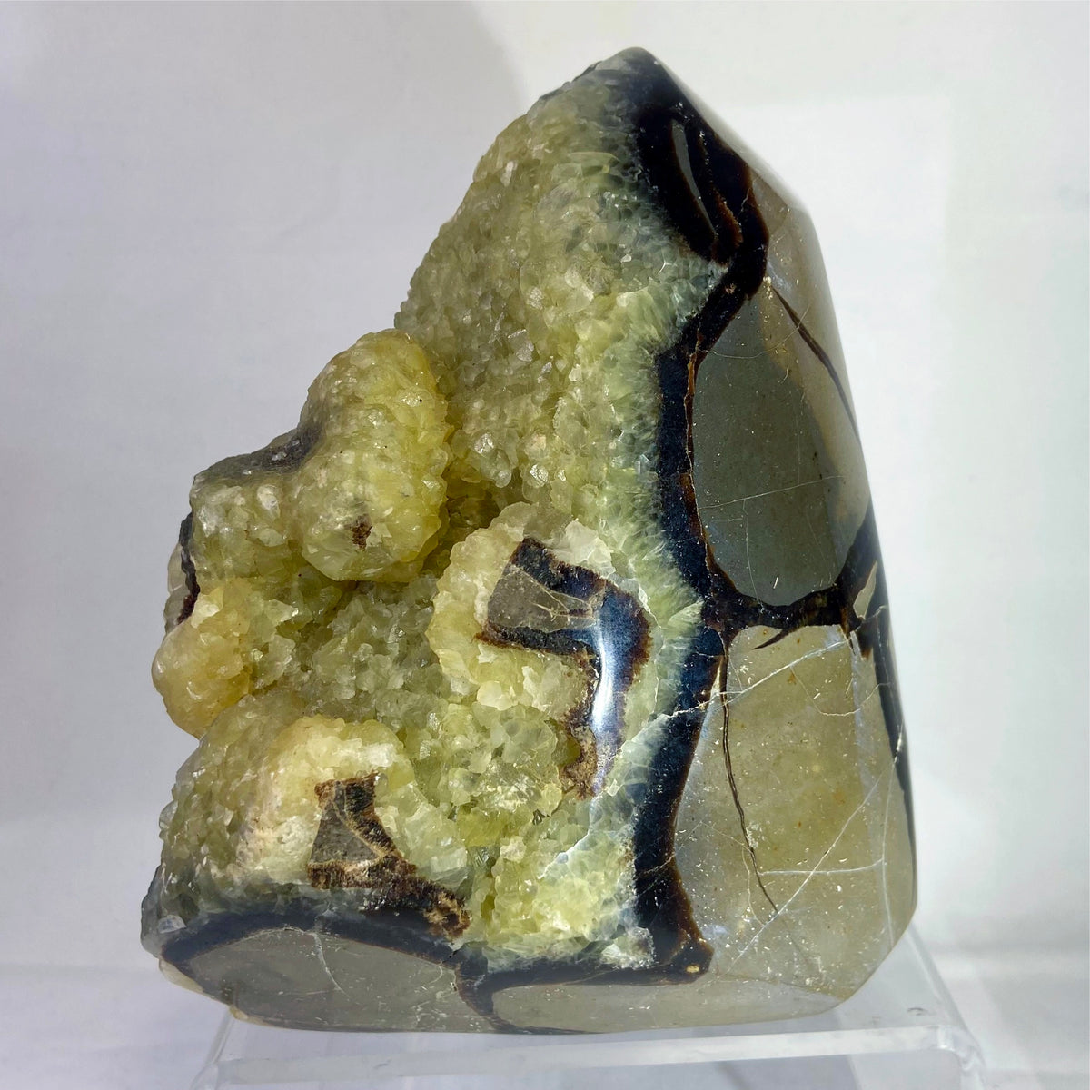 Polished Septarian Standing Display Piece