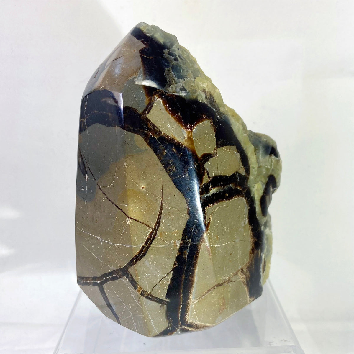 Polished Septarian Standing Display Piece