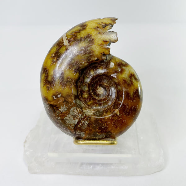 Ammonites - Whole Polished