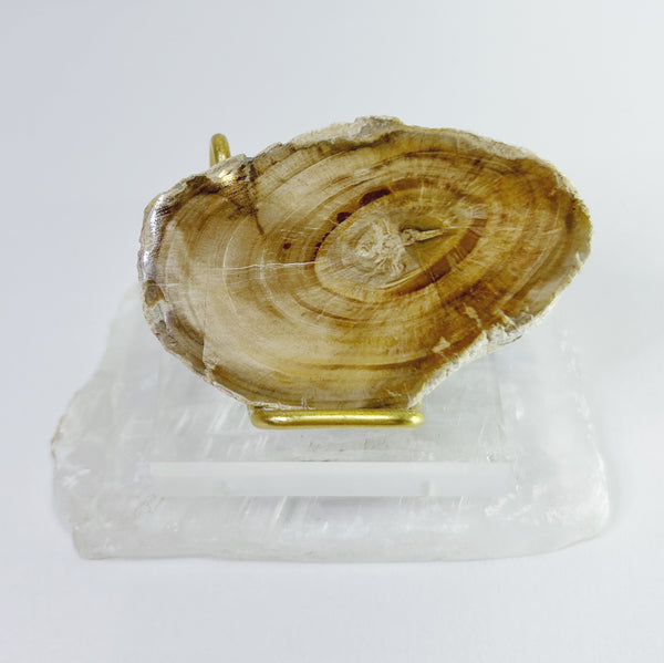 Petrified Wood Slabs